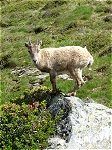 Lac Blanc