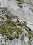 Dent d'Oche