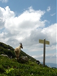 Dent d'Oche