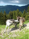 Dent d'Oche