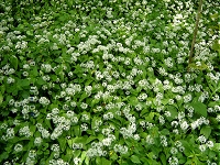 Valserine
