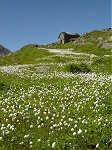 Aletsch