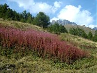 Combins - J4