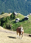 Haute-Route - J6
