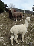 Gorges de la Jogne