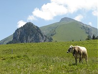 Joux Verte