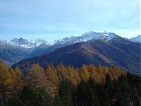 Mélèzes